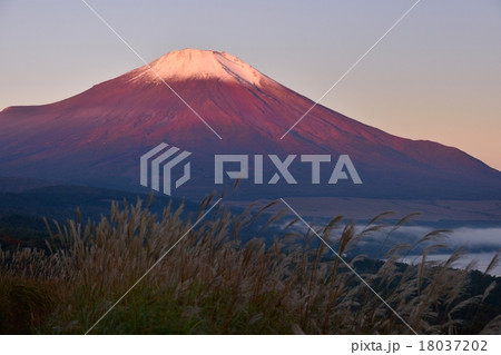 富士山とススキ 18037202