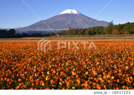 コスモスと富士山 コスモスと富士山 18037203