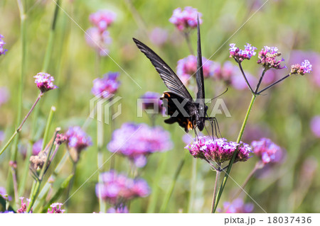 クロアゲハ クロアゲハ 18037436