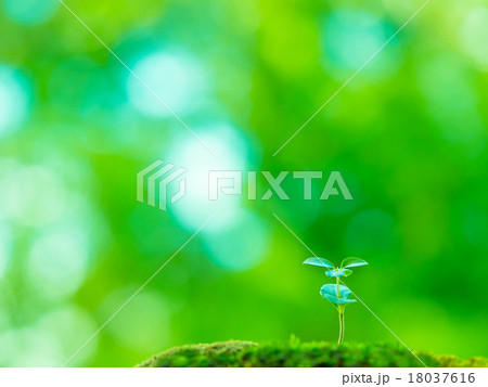 植物の芽生え 18037616
