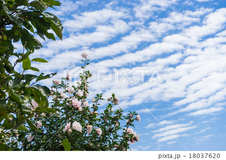 巻積雲 さば雲と花 巻積雲 さば雲と花 18037620