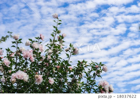 巻積雲 さば雲と花 巻積雲 さば雲と花 18037622