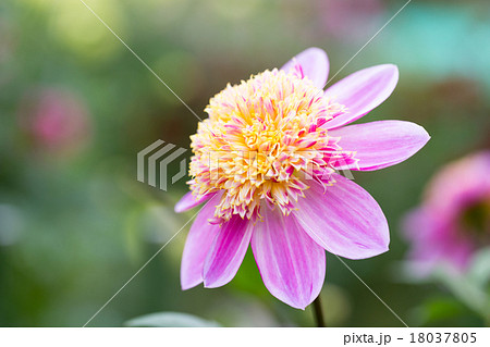 ダリア 品種(アルペンパール) 18037805