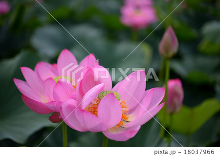春のイメージ 日本庭園と蓮の花 lotus 春のイメージ 日本庭園と蓮の花 lotus 18037966