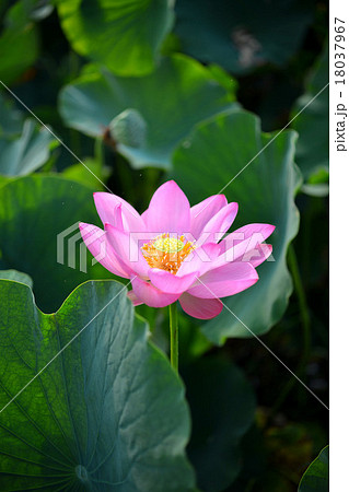 春のイメージ 日本庭園と蓮の花 lotus 春のイメージ 日本庭園と蓮の花 lotus 18037967