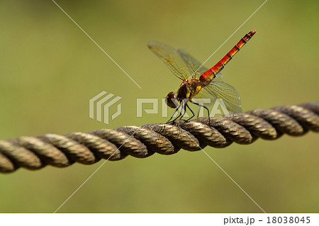 赤トンボ 18038045