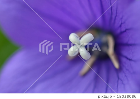 桔梗 18038086