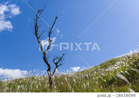 すすきの高原 すすきの高原 18038099