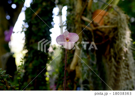 パフィオペディラム 18038363