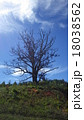 丘の上の枯れ木の大木 18038562