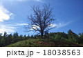 丘の上の枯れ木の大木 18038563