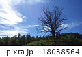 丘の上の枯れ木の大木 18038564