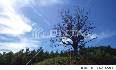 丘の上の枯れ木の大木 18038564