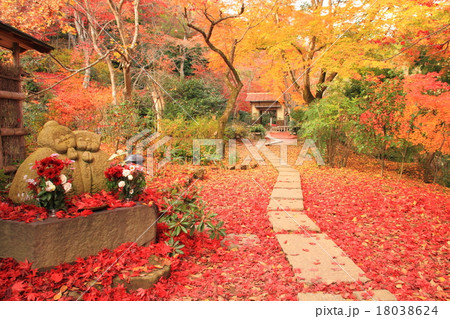 11月京都 直指庵本堂前の散紅葉 11月京都 直指庵本堂前の散紅葉 18038624