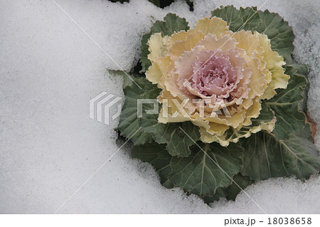 葉牡丹と雪 葉牡丹と雪 18038658