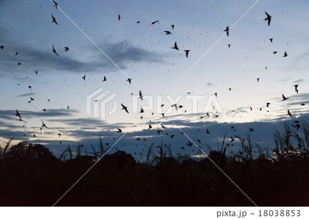 夏夜のツバメの塒入り 18038853