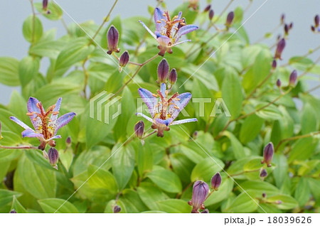 ホトトギス ホトトギス 18039626