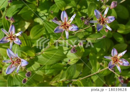 ホトトギス　 18039628