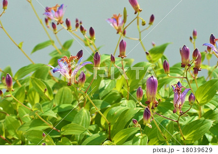 ホトトギス ホトトギス 18039629