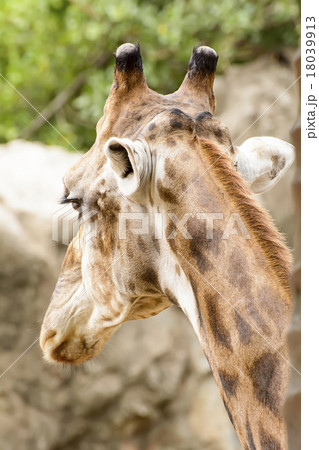 A giraffe closeup take in a zoo 18039913