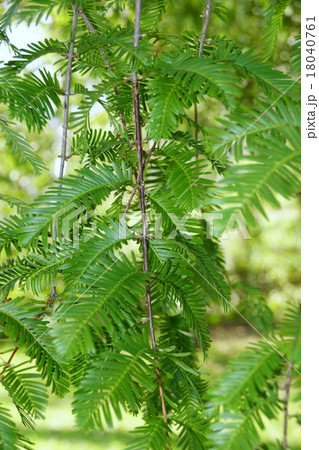 メタセコイア　矢出川公園, 18040761