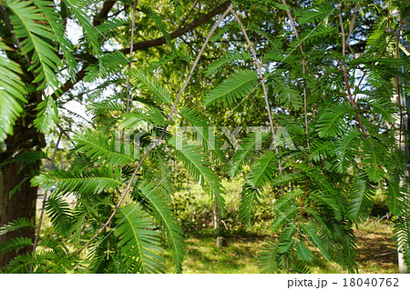 メタセコイア 矢出川公園, メタセコイア 矢出川公園, 18040762