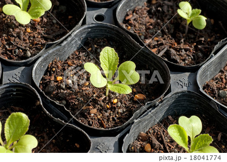 種まき 苗づくり 育苗 ポリ鉢 発芽 白菜 種まき 苗づくり 育苗 ポリ鉢 発芽 白菜 18041774