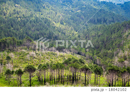 Wild mountain forest landscape. South of Corsica 18042102