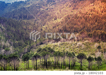 Wild mountain forest landscape. Corsica 18042103