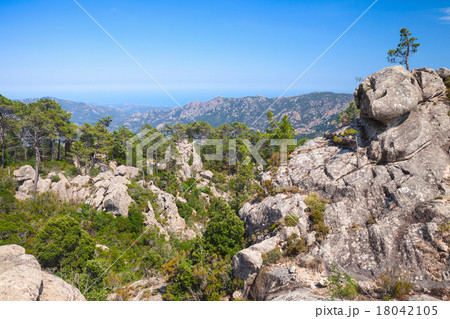 Wild mountain landscape with small pine trees 18042105