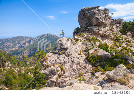 Wild mountain landscape with small pine trees 18042106