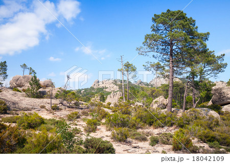 Wild mountain landscape with pine trees Wild mountain landscape with pine trees 18042109