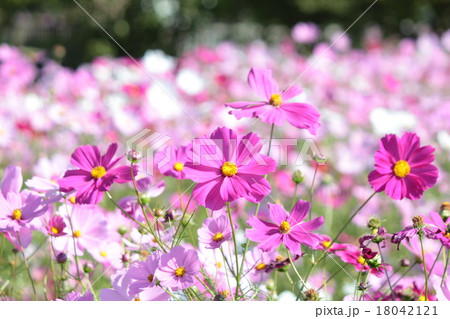 金立コスモス園 18042121