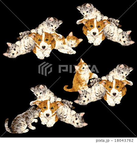 可愛いネコと犬 18043762