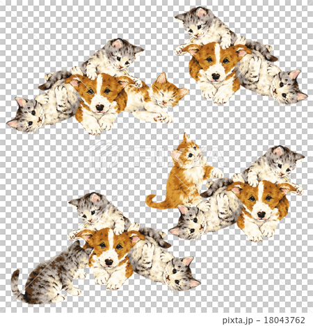 可愛いネコと犬 18043762