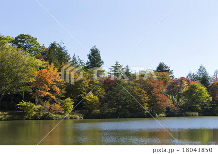 茶臼山高原の紅葉の写真素材