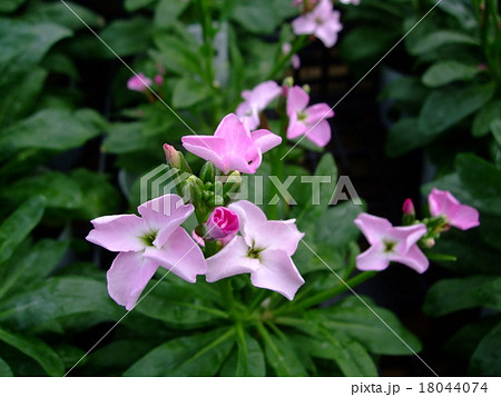 ストック 一重咲き の写真素材