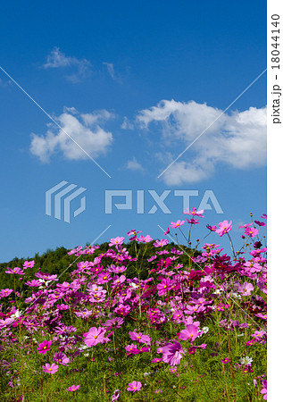 コスモス畑 コスモス畑 18044140