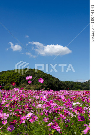 コスモス畑 18044141