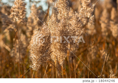 The reeds early in the morning The reeds early in the morning 18044246