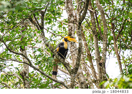 Great Hornbill Bird in nature Great Hornbill Bird in nature 18044833
