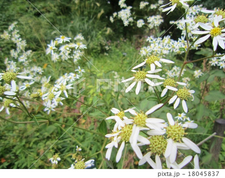 シラヤマギク 18045837