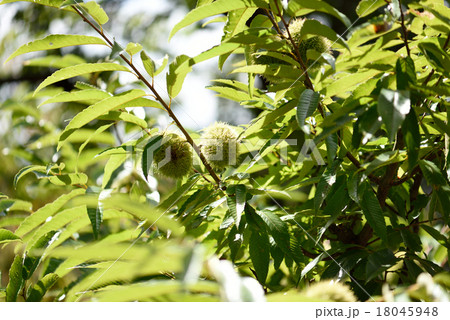 秋の栗園 18045948