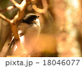 エナガ 18046077