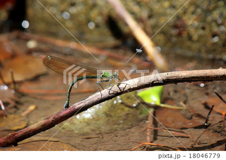 ニホンカワトンボ 18046779