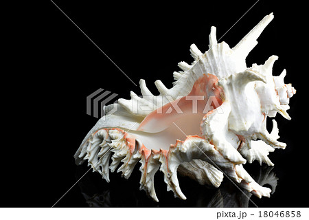 Seashell Chicoreus ramosus 18046858