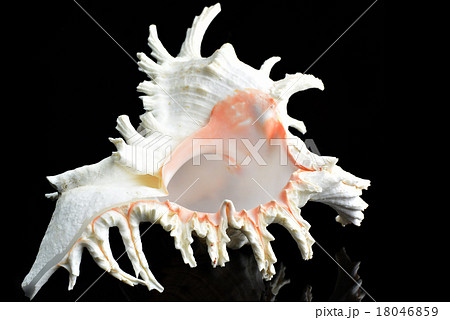 Seashell Chicoreus ramosus 18046859