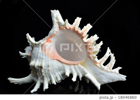 Seashell Chicoreus ramosus 18046860