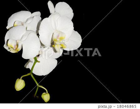 White orchid flower 18046865