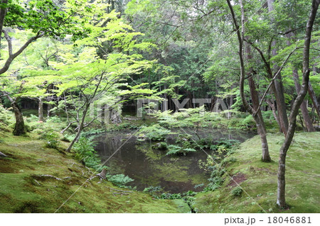 京都　西芳寺　金剛池 18046881